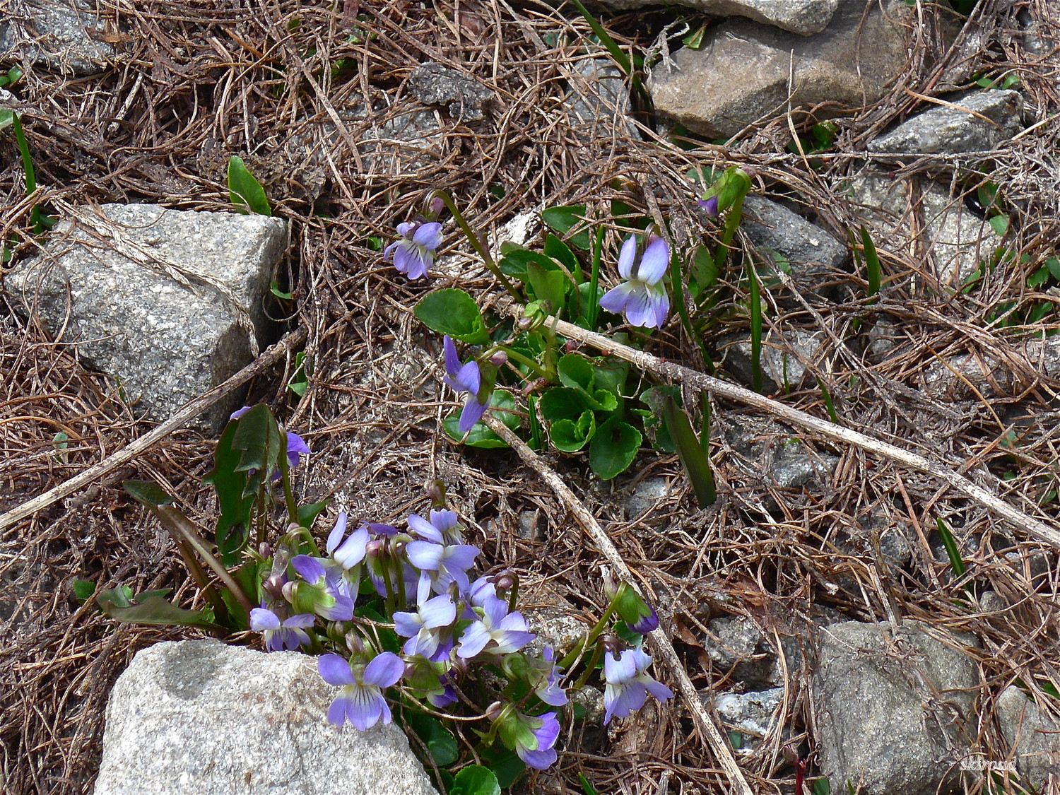 Le printemps prend ses marques.