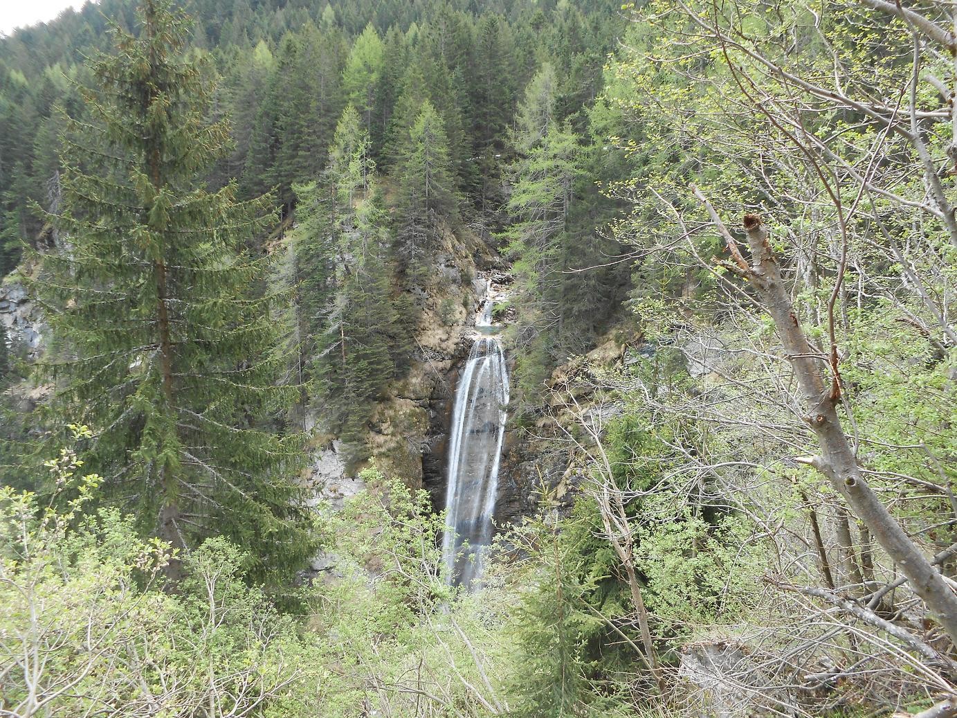 primavera