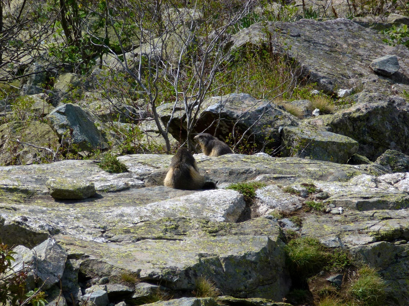 Marmottes sous le paravalanche