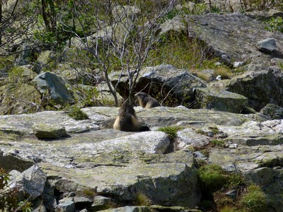 Marmottes sous le paravalanche