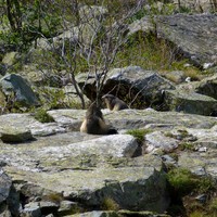 Marmottes sous le paravalanche
