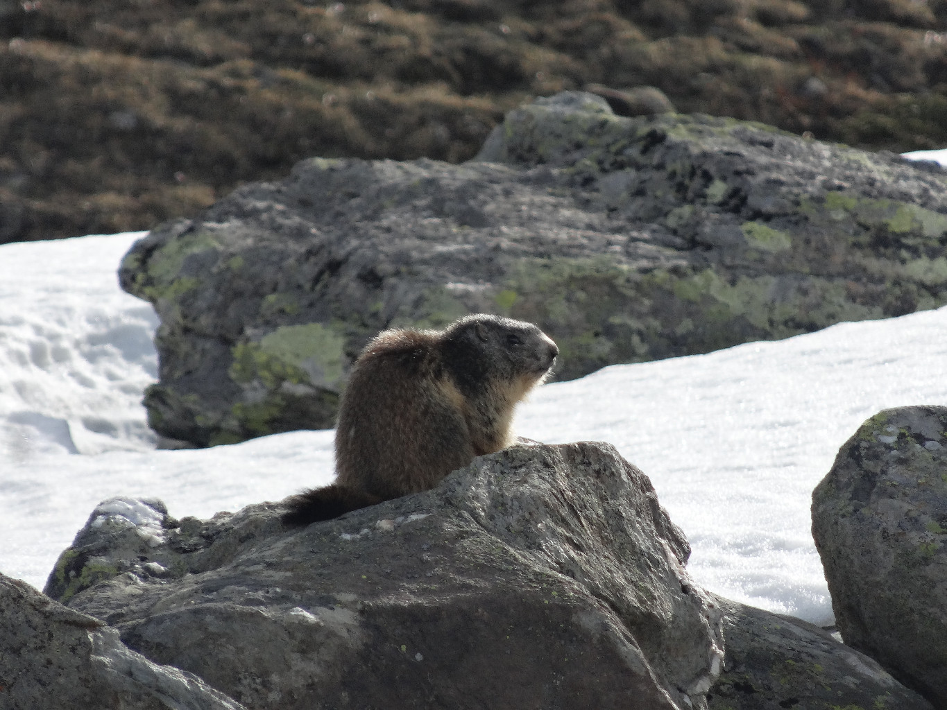 Marmotte