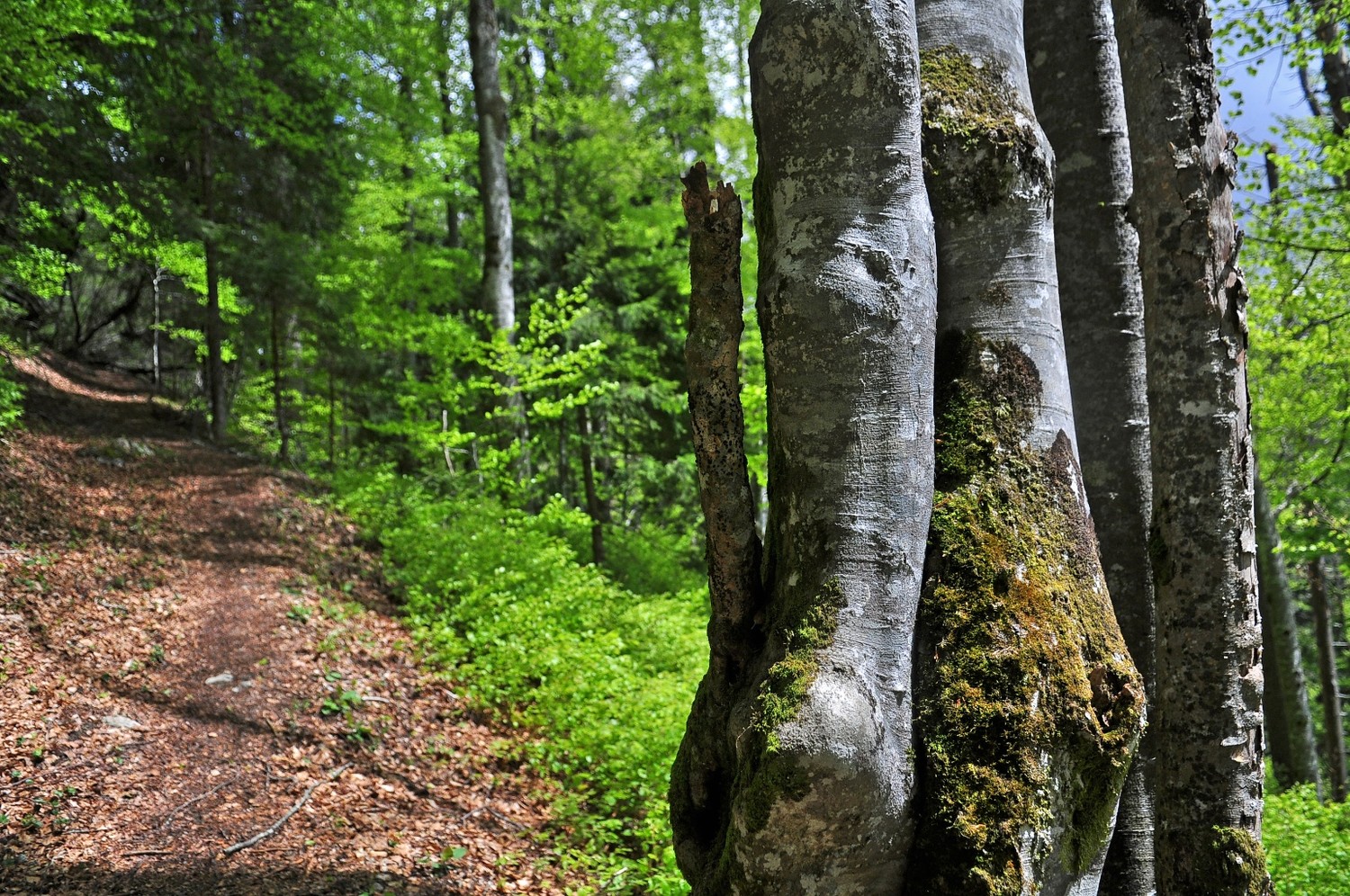 la crue des chemins