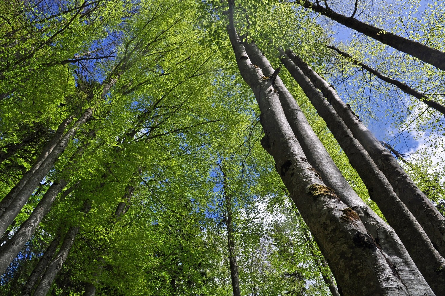 La Nature est un temple où de vivants piliers