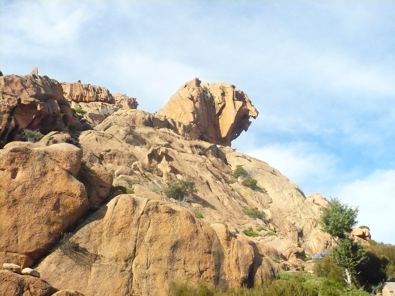 le lion rugissant