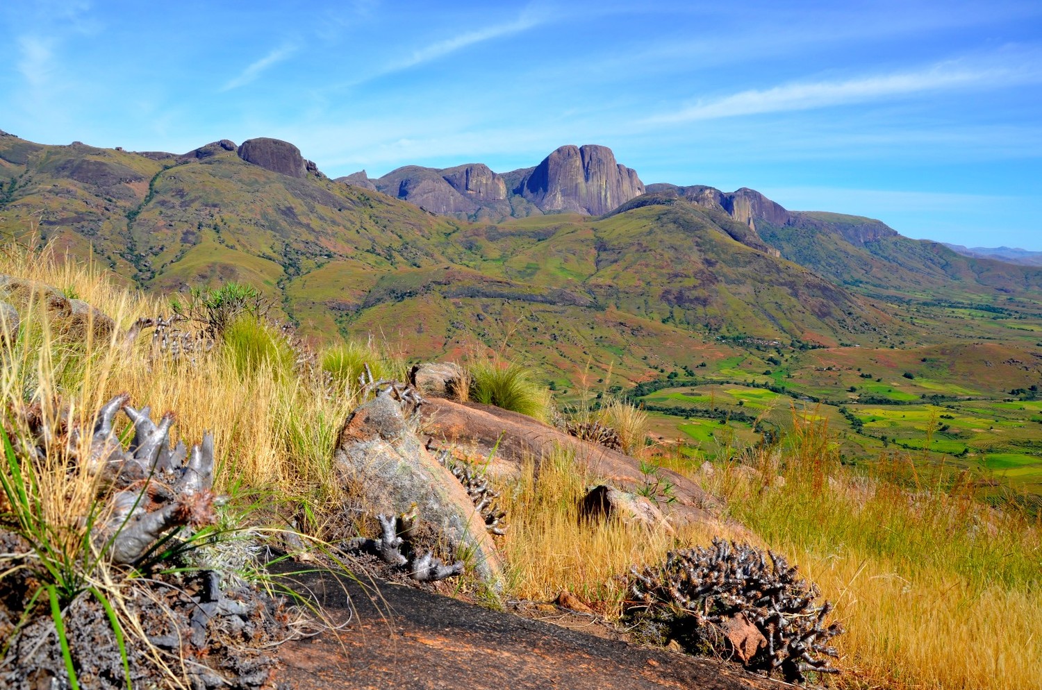 Pachypodium, une des nombreuses plantes endémiques de Madagascar