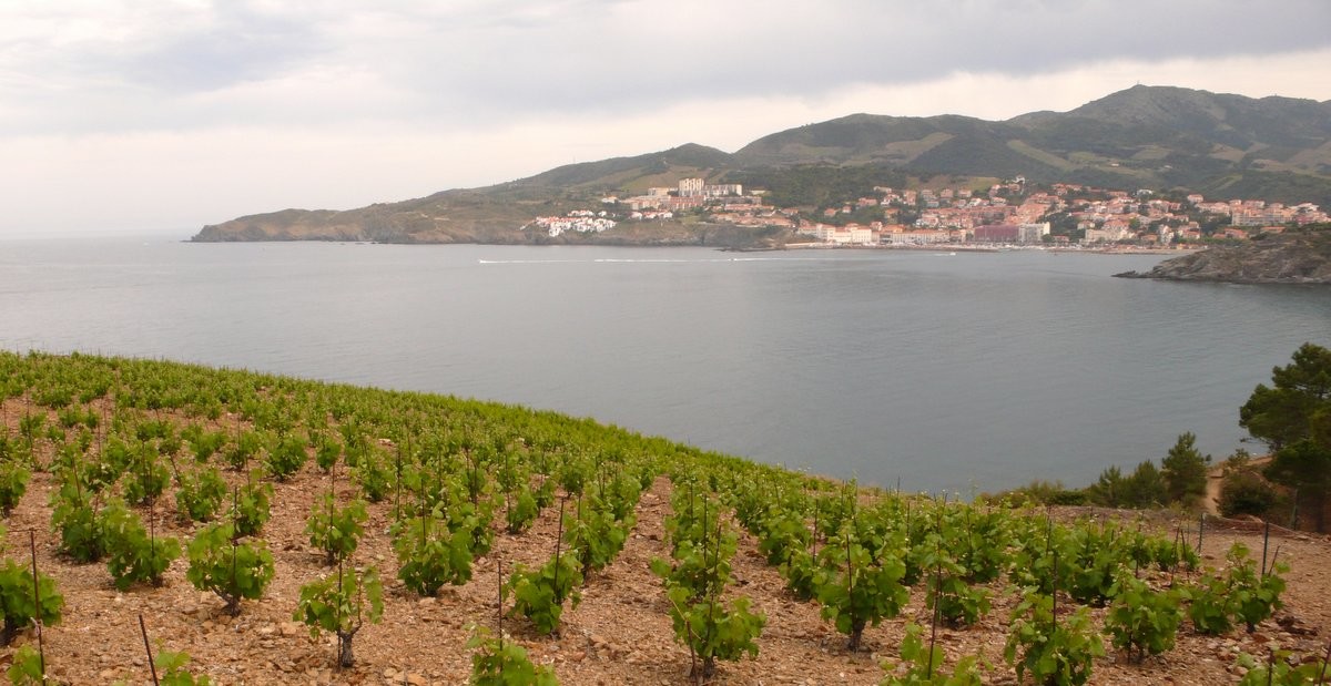 Vignes de Banyuls