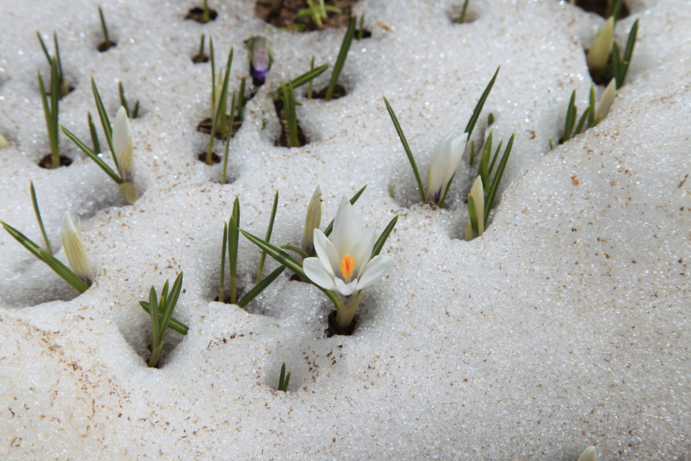 E' arrivata la primavera...purtroppo