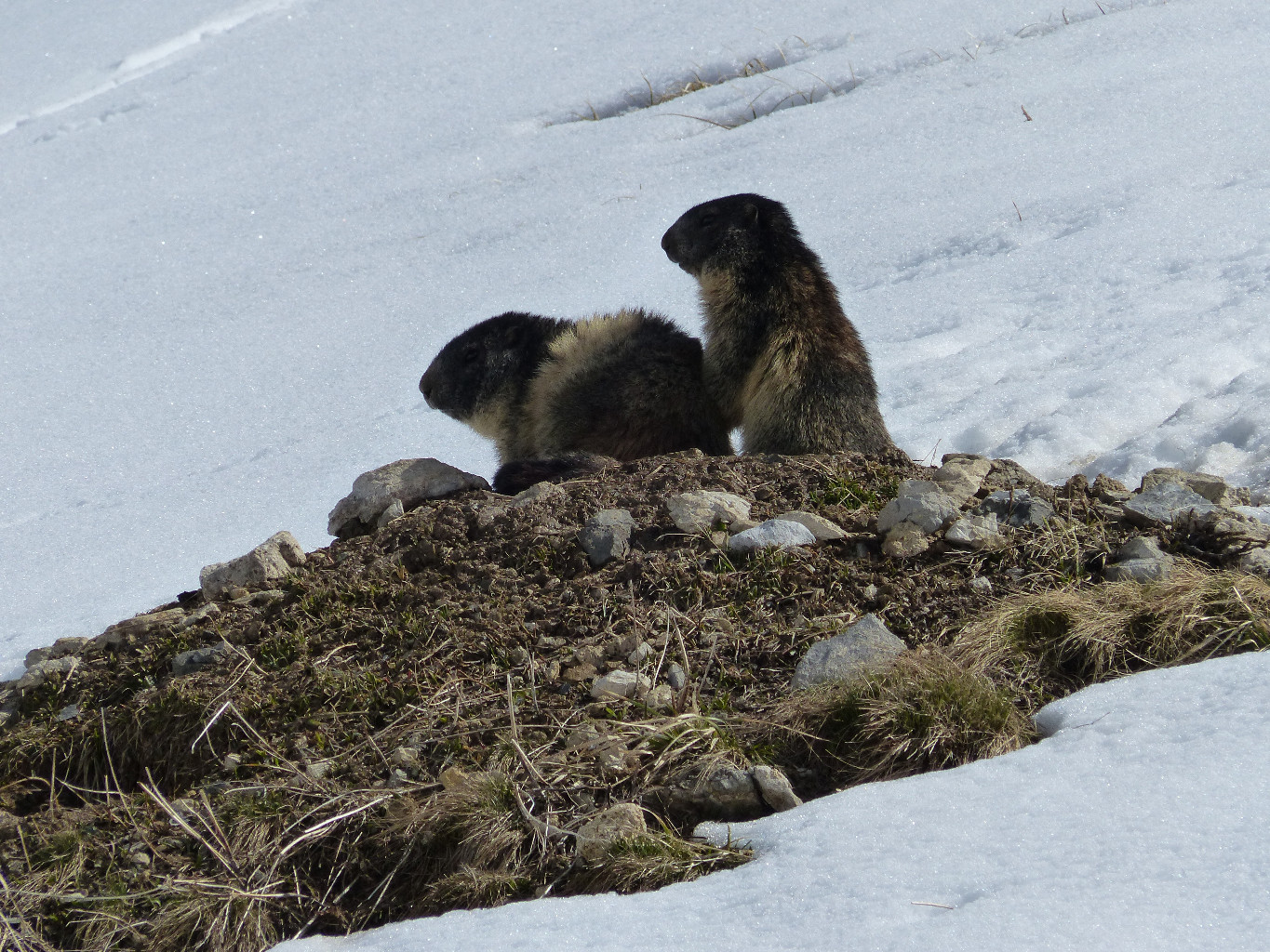 les marmottes sont au rendez vous