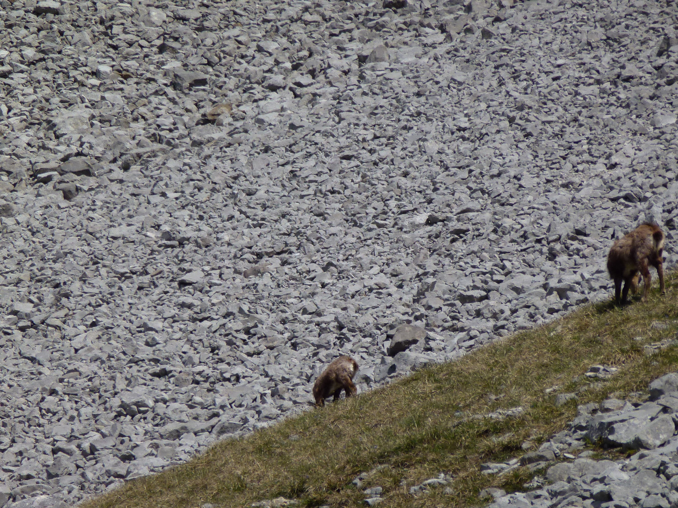 Femelle chamois avec son petit.
