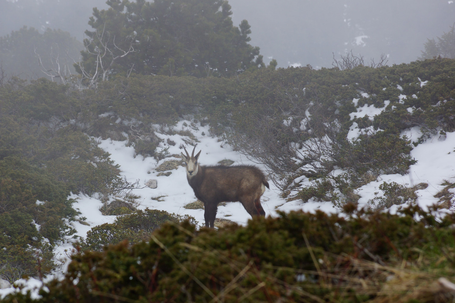 Au sommet du Granier, une rencontre...