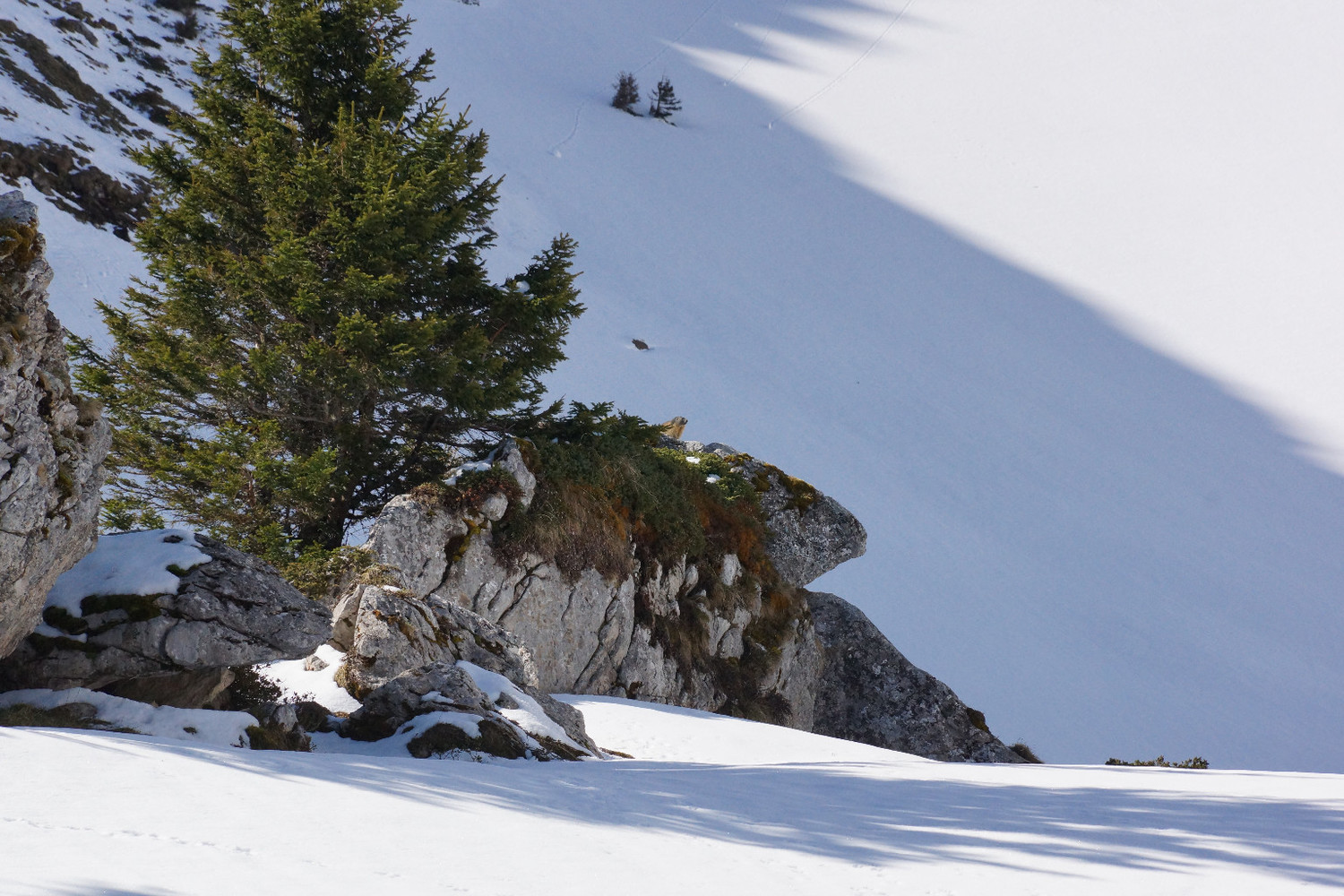 Cherchez la marmotte!