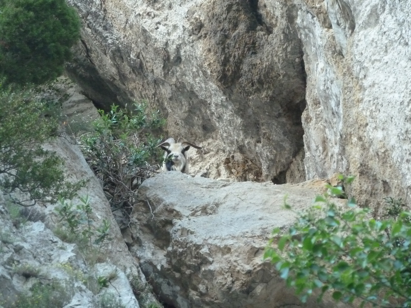 Le bouc? qui nous a interdit l'accès aux gd voies de Galamus