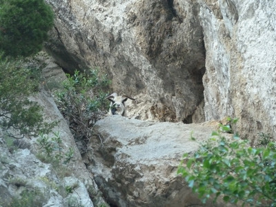 Le bouc? qui nous a interdit l'accès aux gd voies de Galamus Le bouc? qui nous a interdit l'accès aux gd voies de Galamus