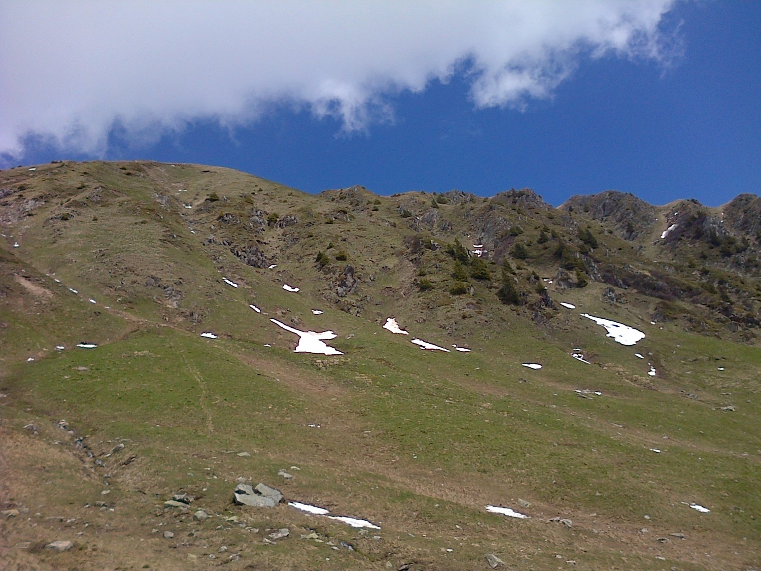 Une harde de chamois dans les pentes raides
