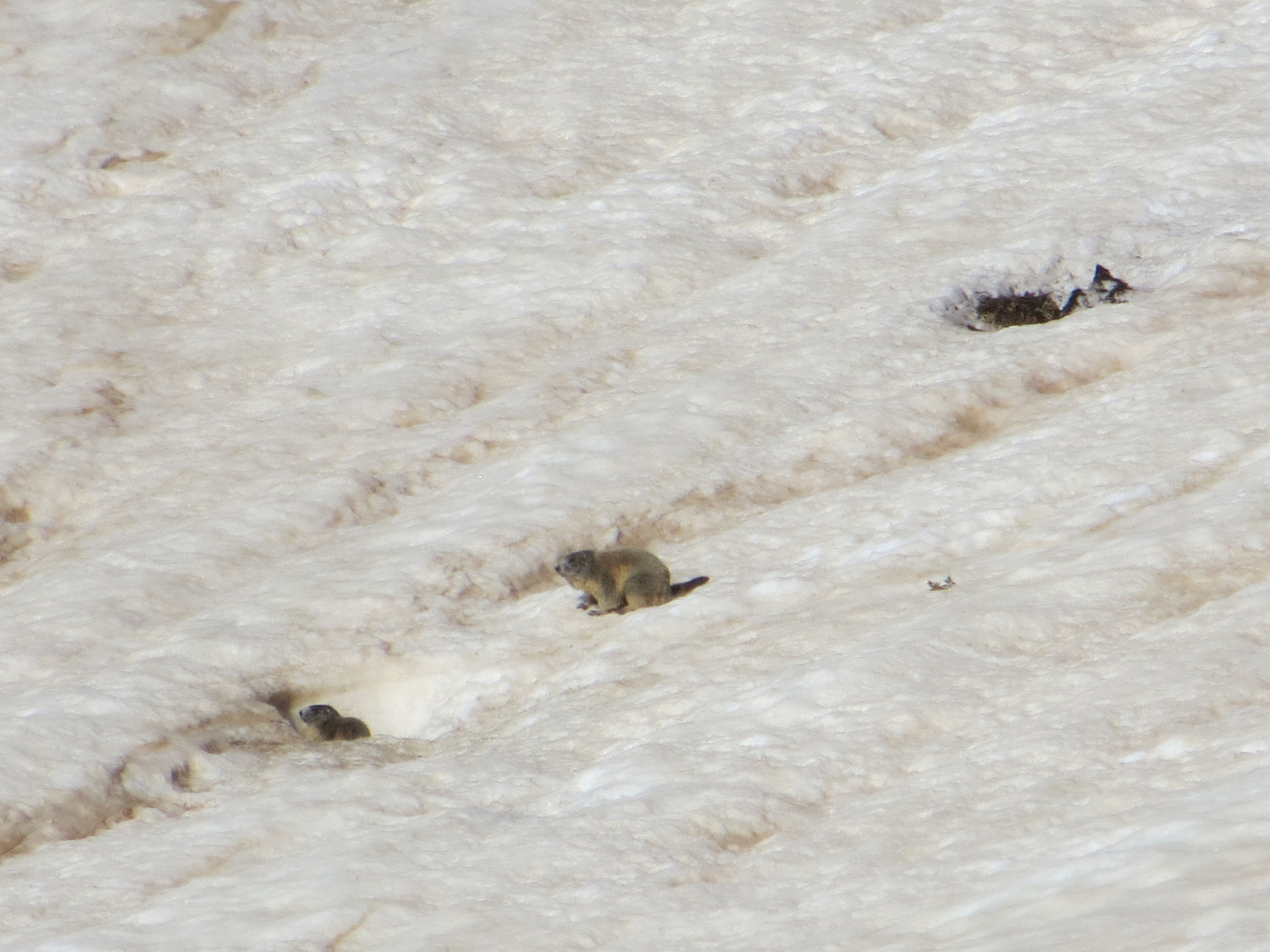 Marmottes