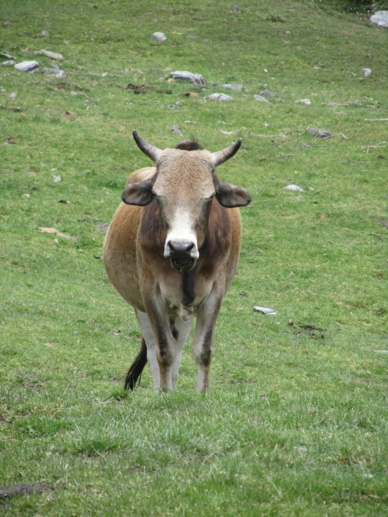 On se croirait dans les Alpes...