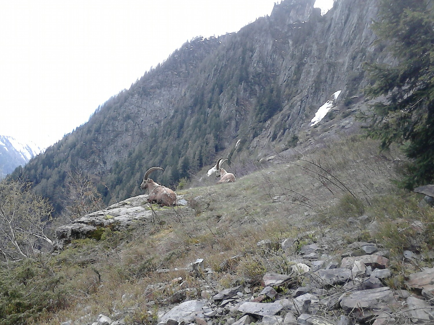 Deux bouquetins entre Vallorcine et le barrage d'Emosson 4 mai 2014