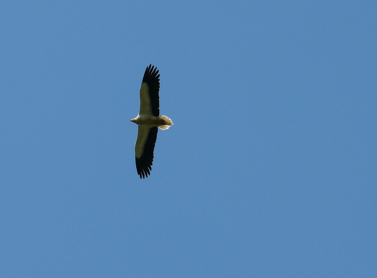 Seul habitant du secteur