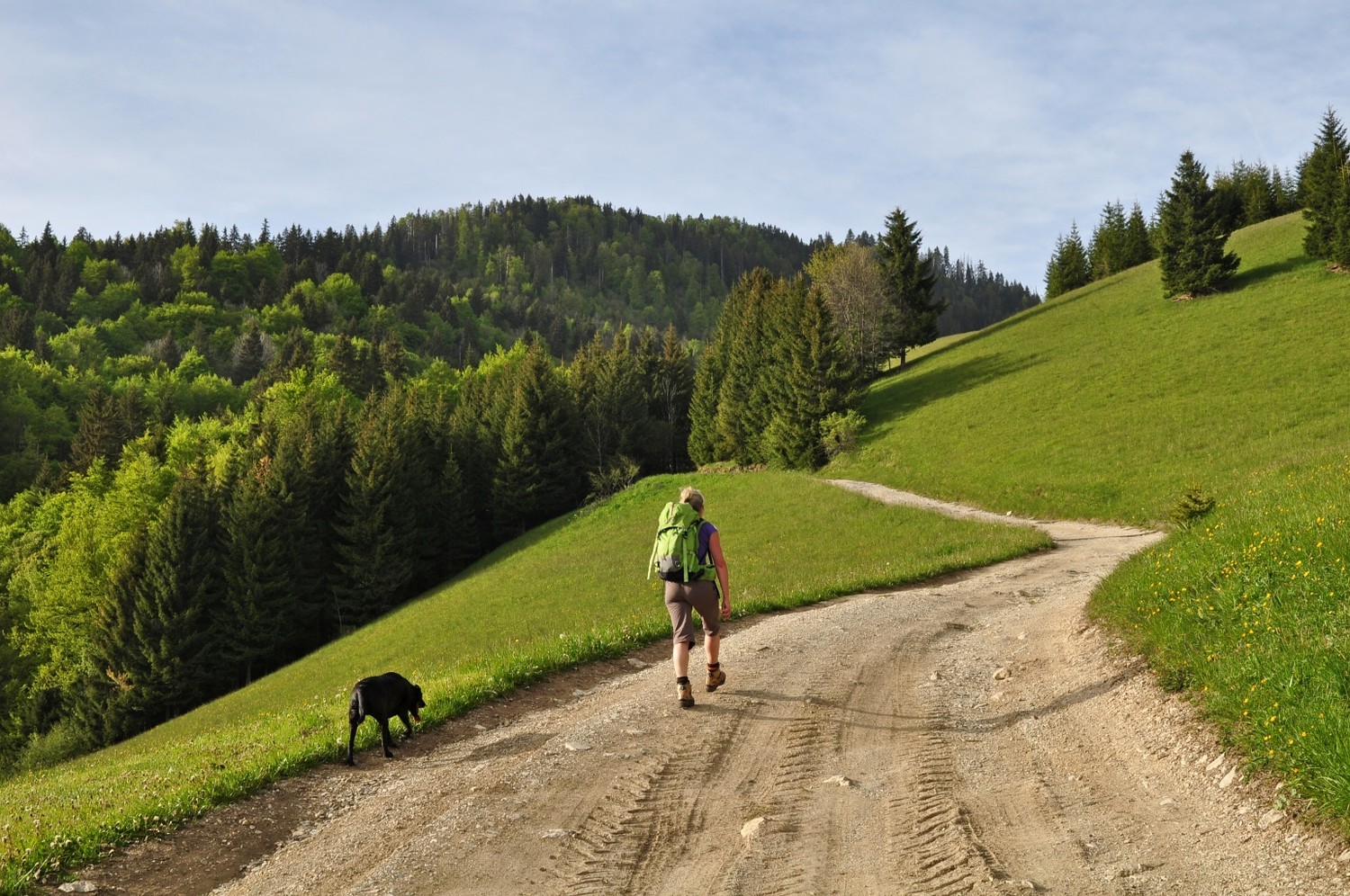 sur le chemin forestier .. ils marchent vite ceux-là