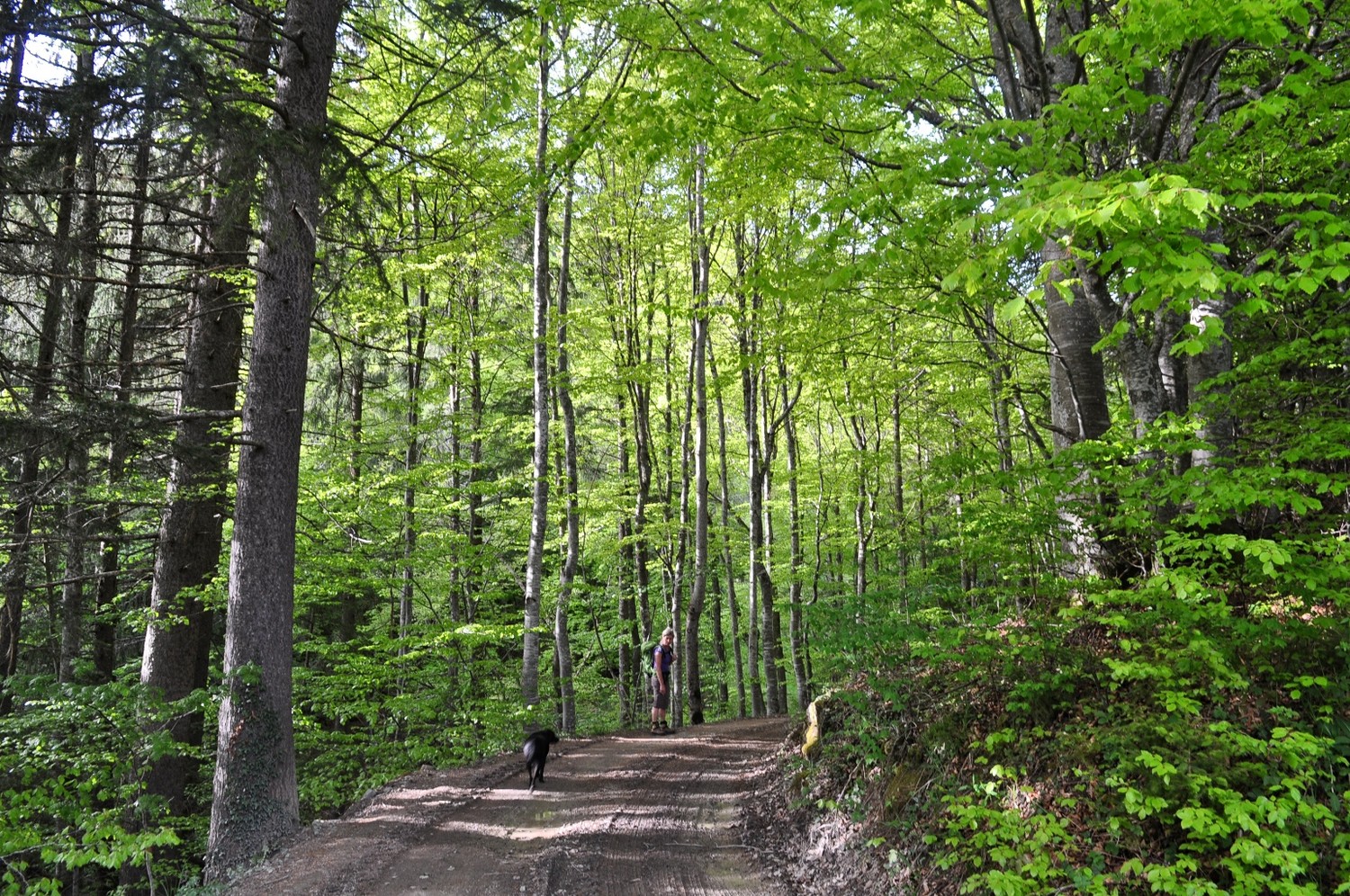 j'irai bien me planquer derrière un arbre moi ..