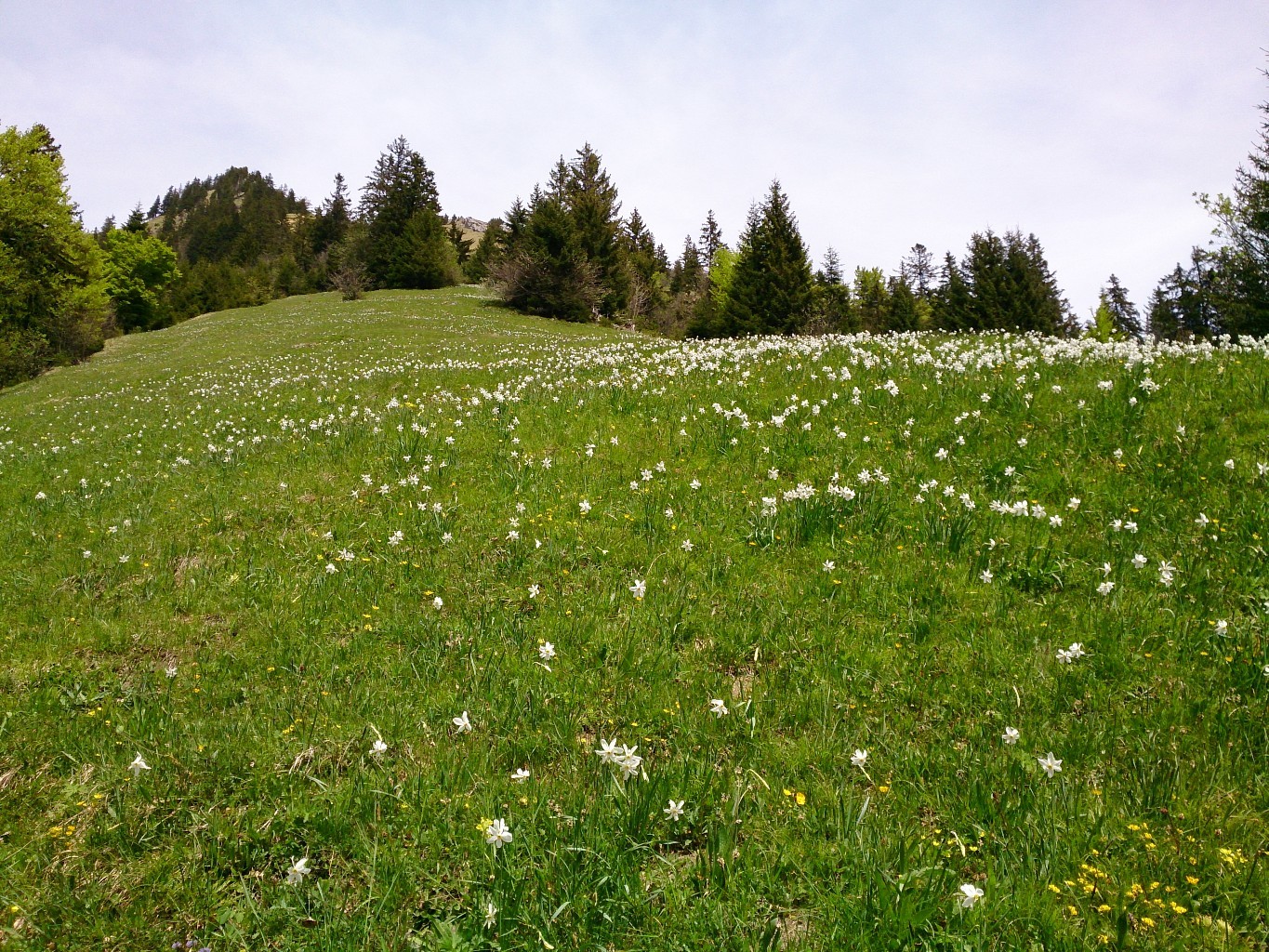 Champ de narcisses sauvages