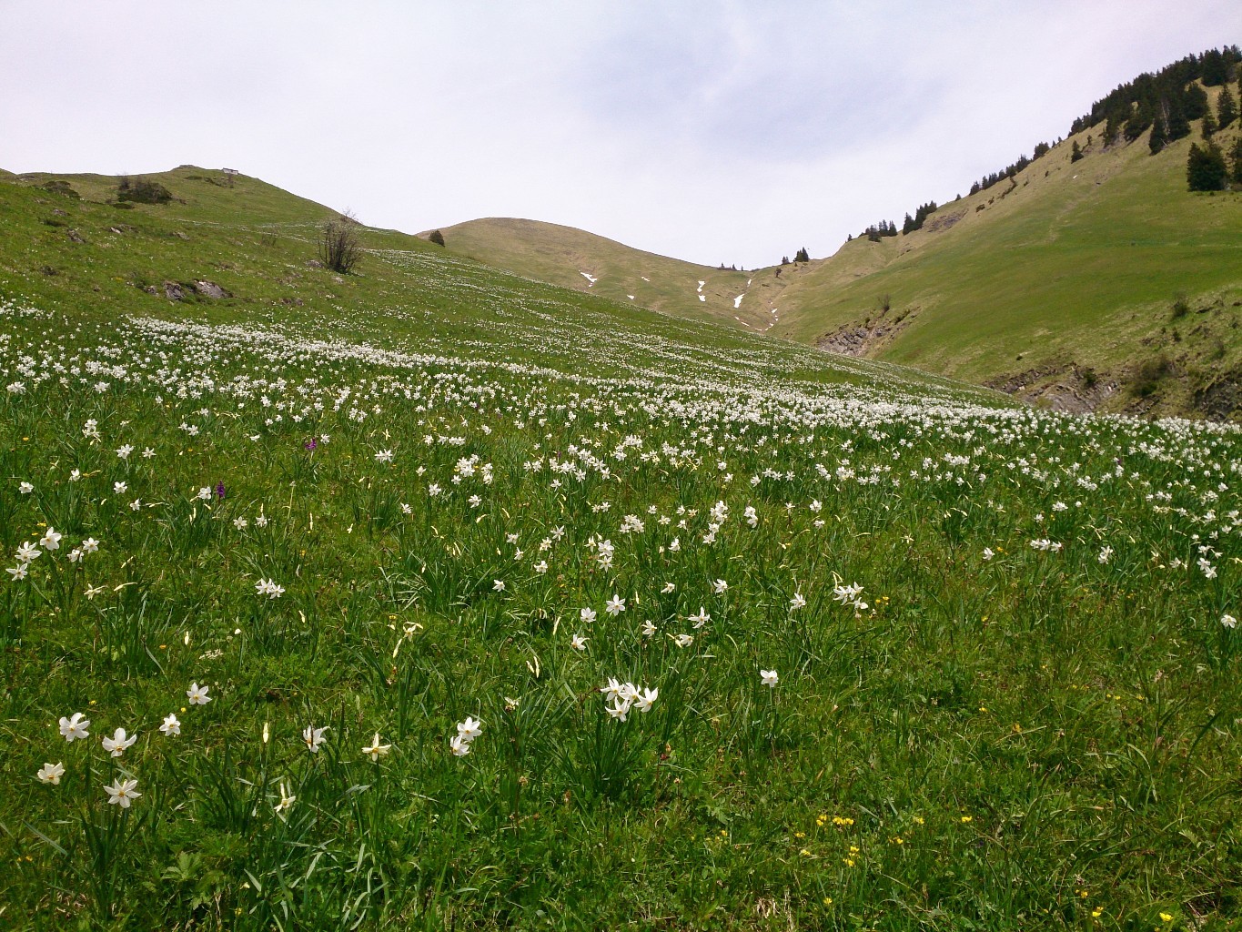 Champ de narcisses sauvages