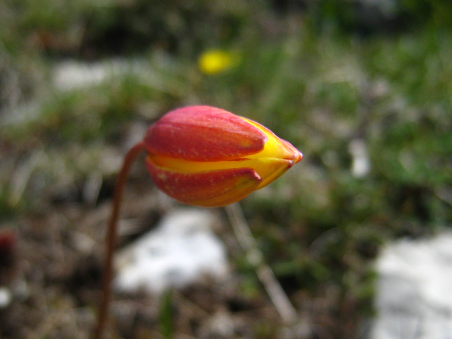 Tulipe en bouton