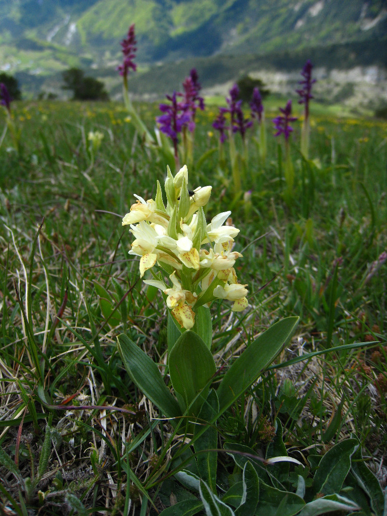 Orchidée