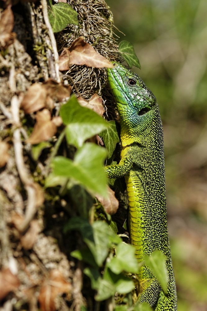 Lézard vert