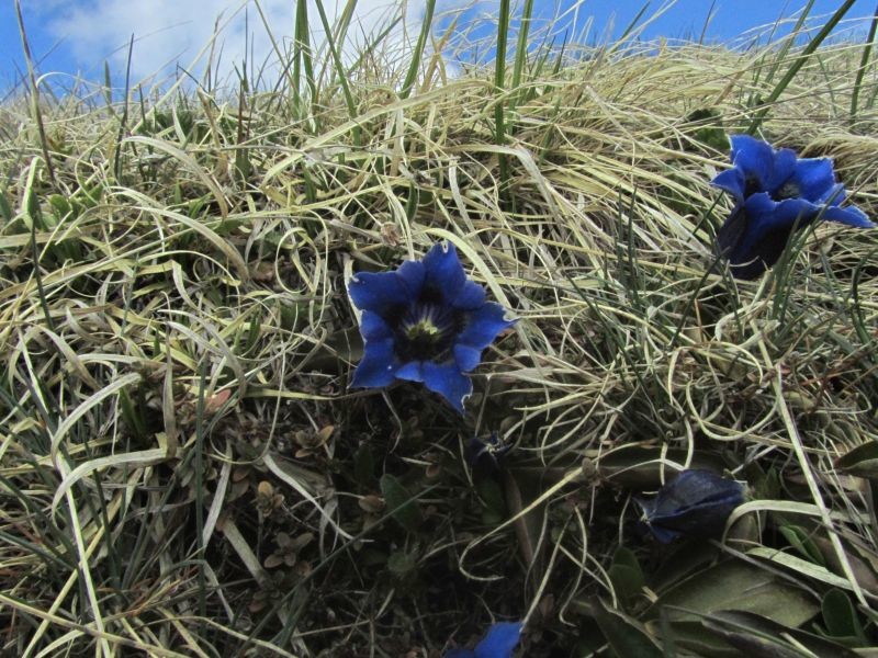 1ère fleurs