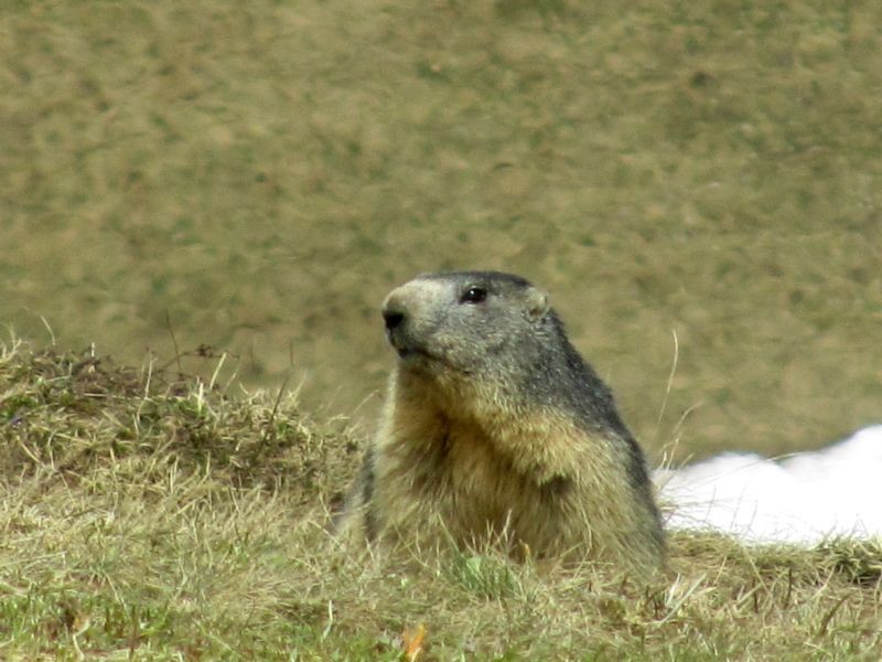 1ère marmotte