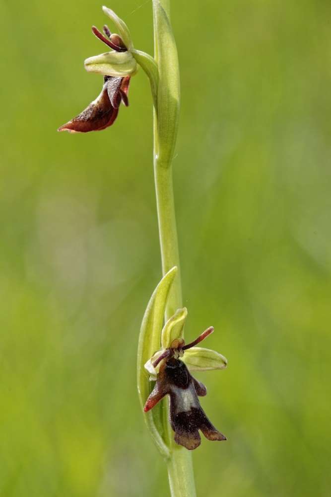 Ophrys insectifera