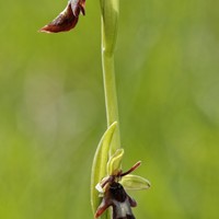 Ophrys insectifera