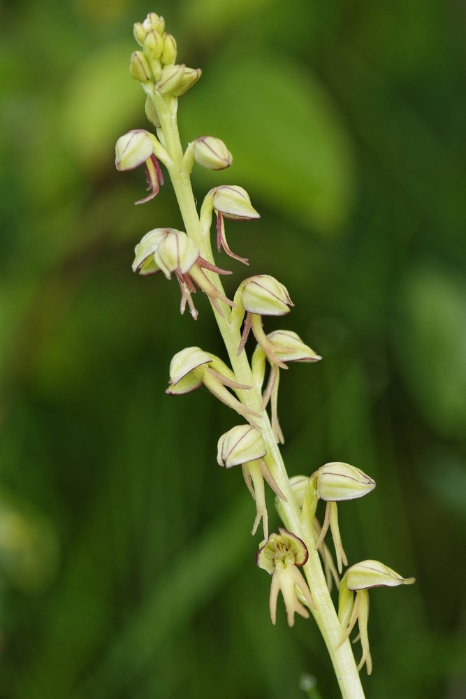 Orchis anthropophora