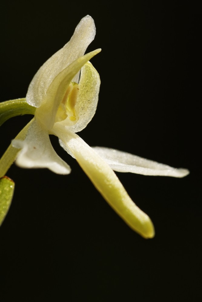 Fleur de Platanthera bifolia
