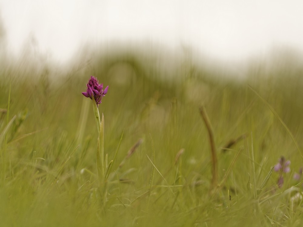 Anacamptis pyramidalis