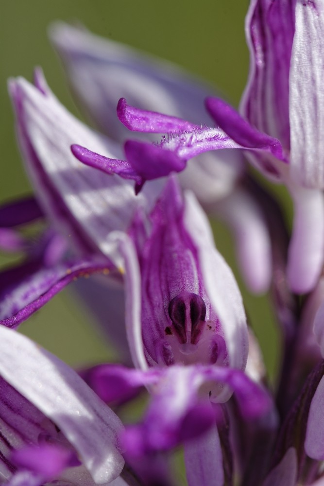 Fleur d'Orchis militaris