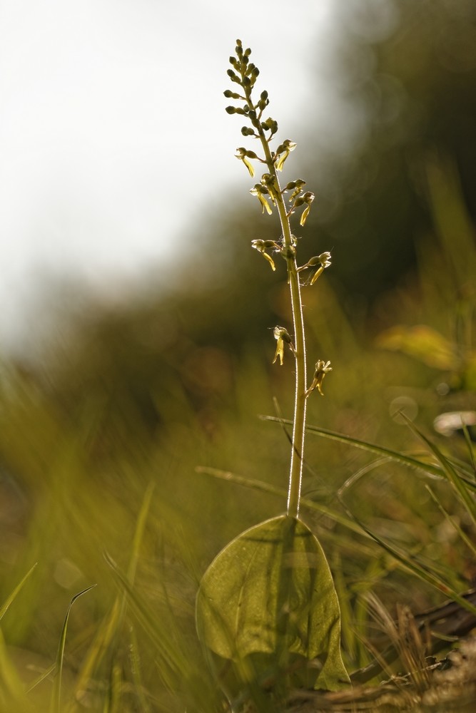 Listera ovata