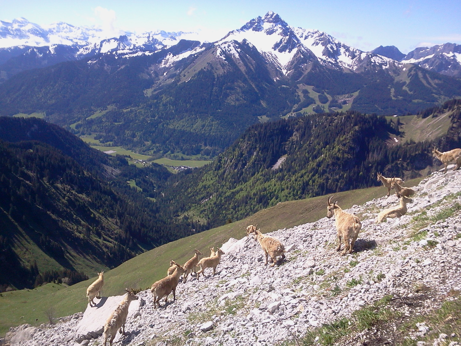 troupeau de bouquetins en arrivant