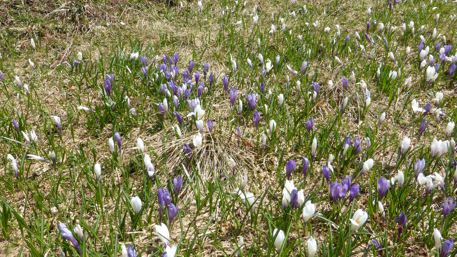 Crocus