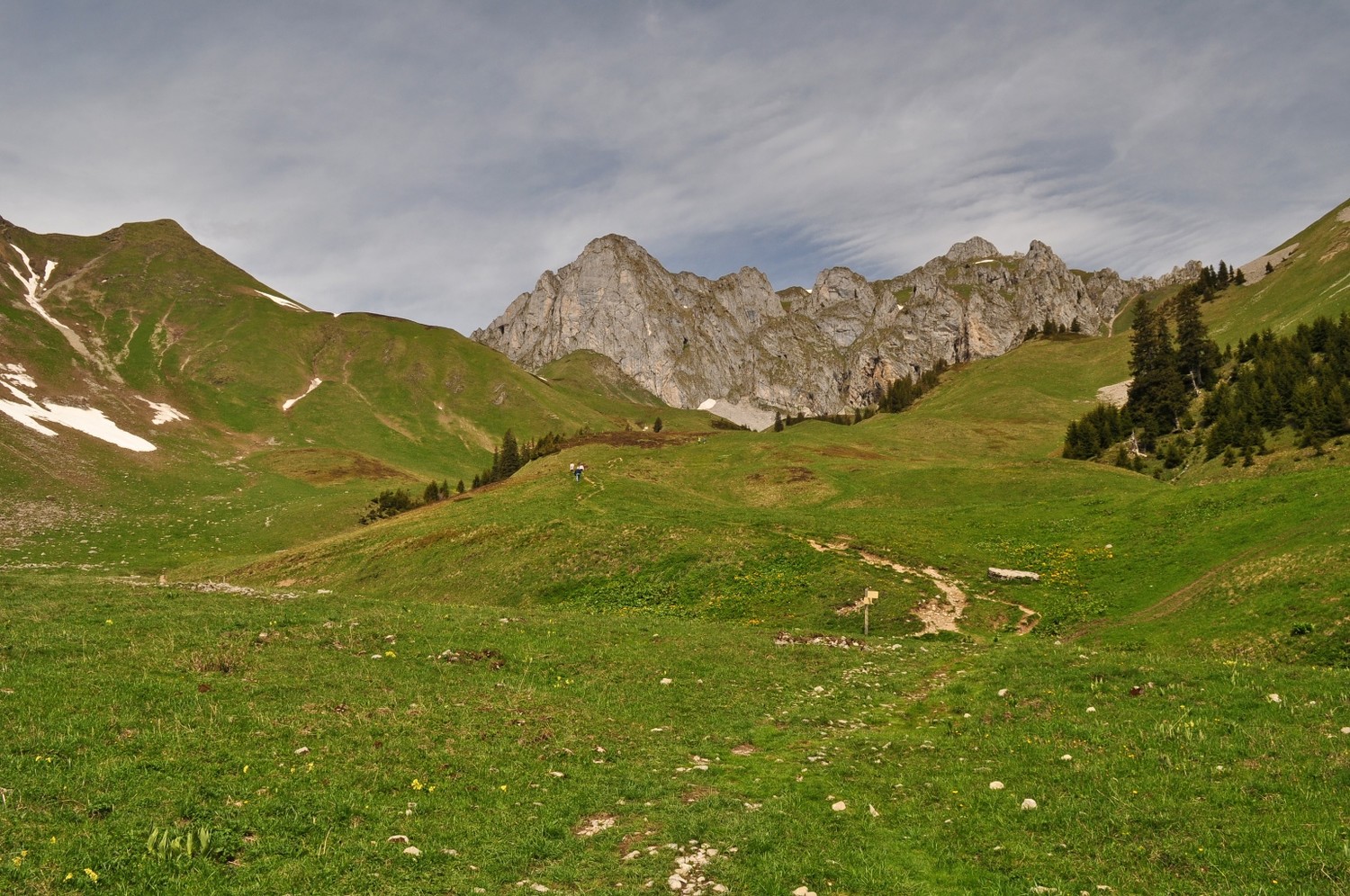 pavis