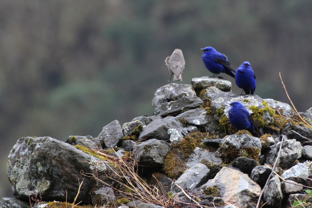Oiseaux bleus de la vallée du Langt