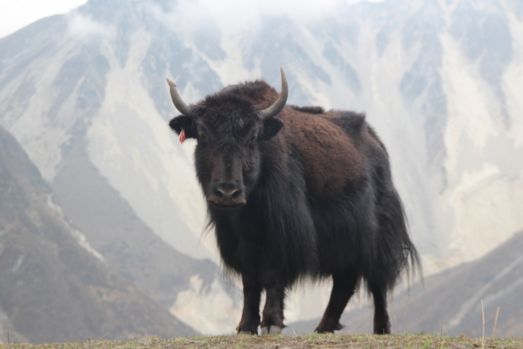 Rencontre à 4500 m.