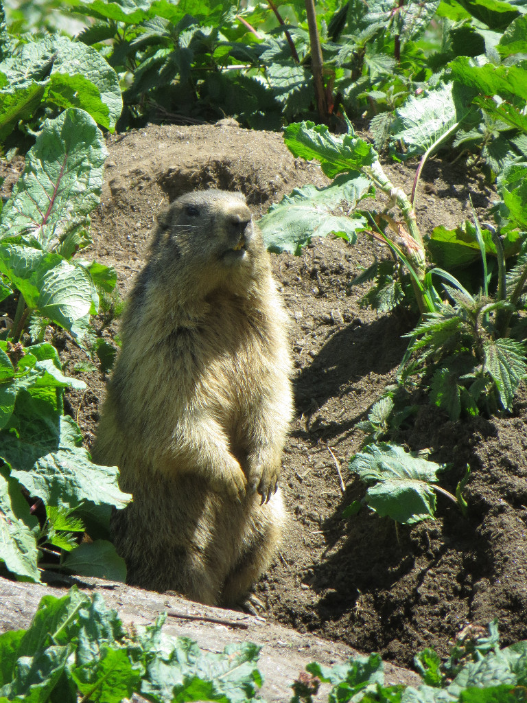 Marmotte - standing