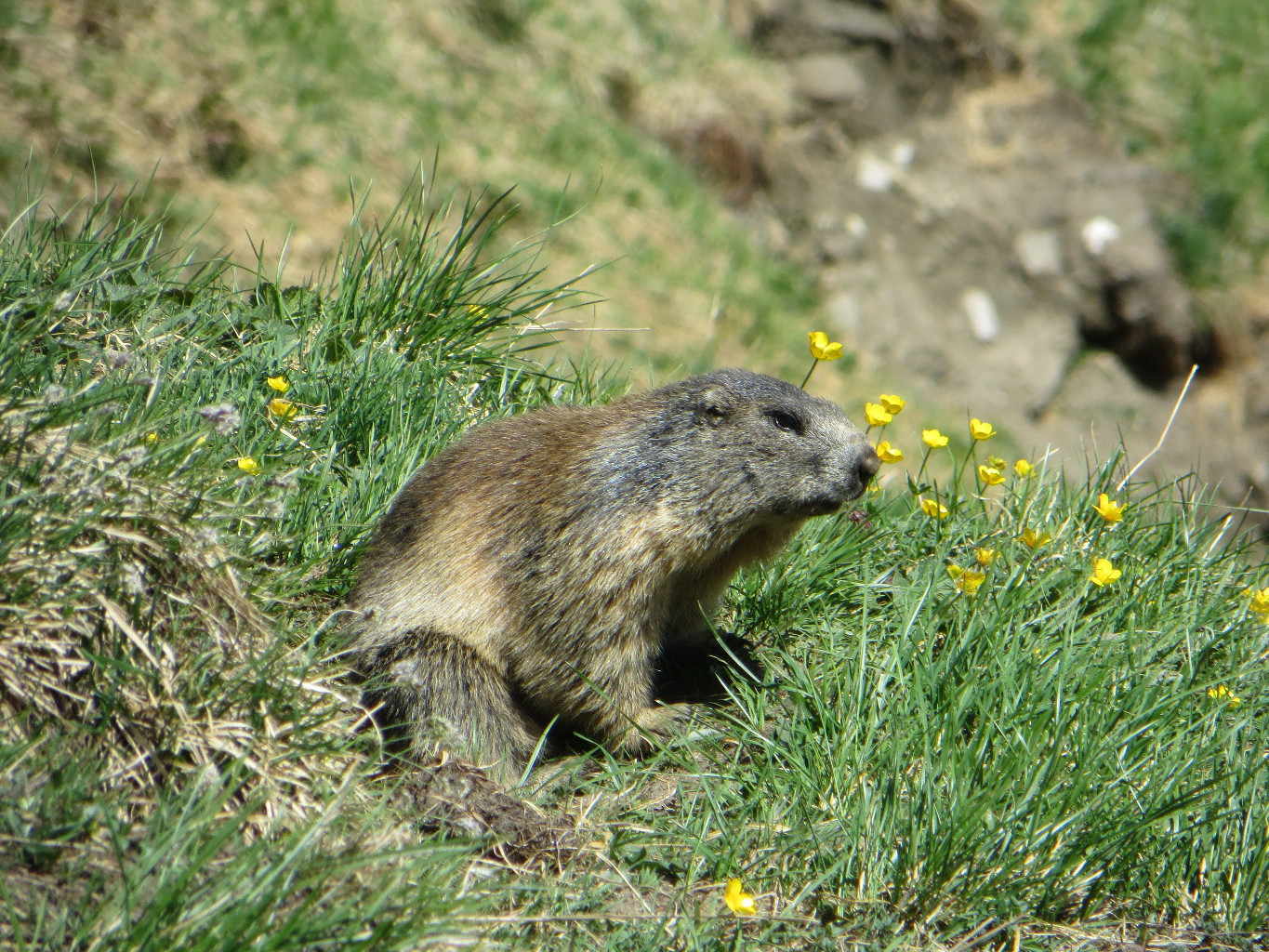 Marmotte - in the flowers