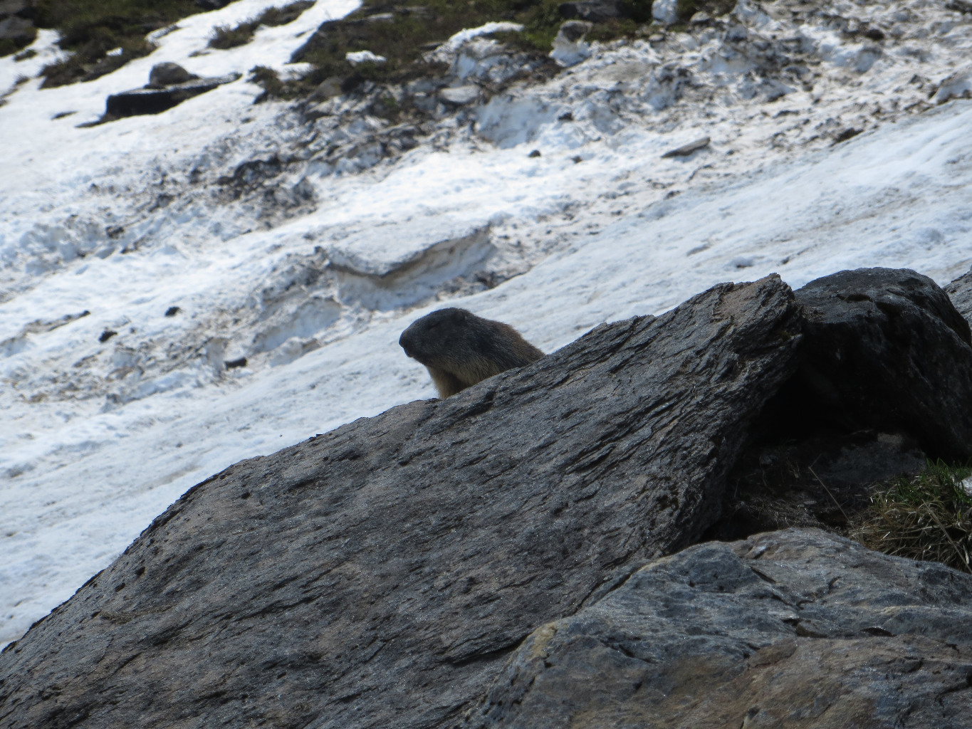 Marmotte - guarding the snow