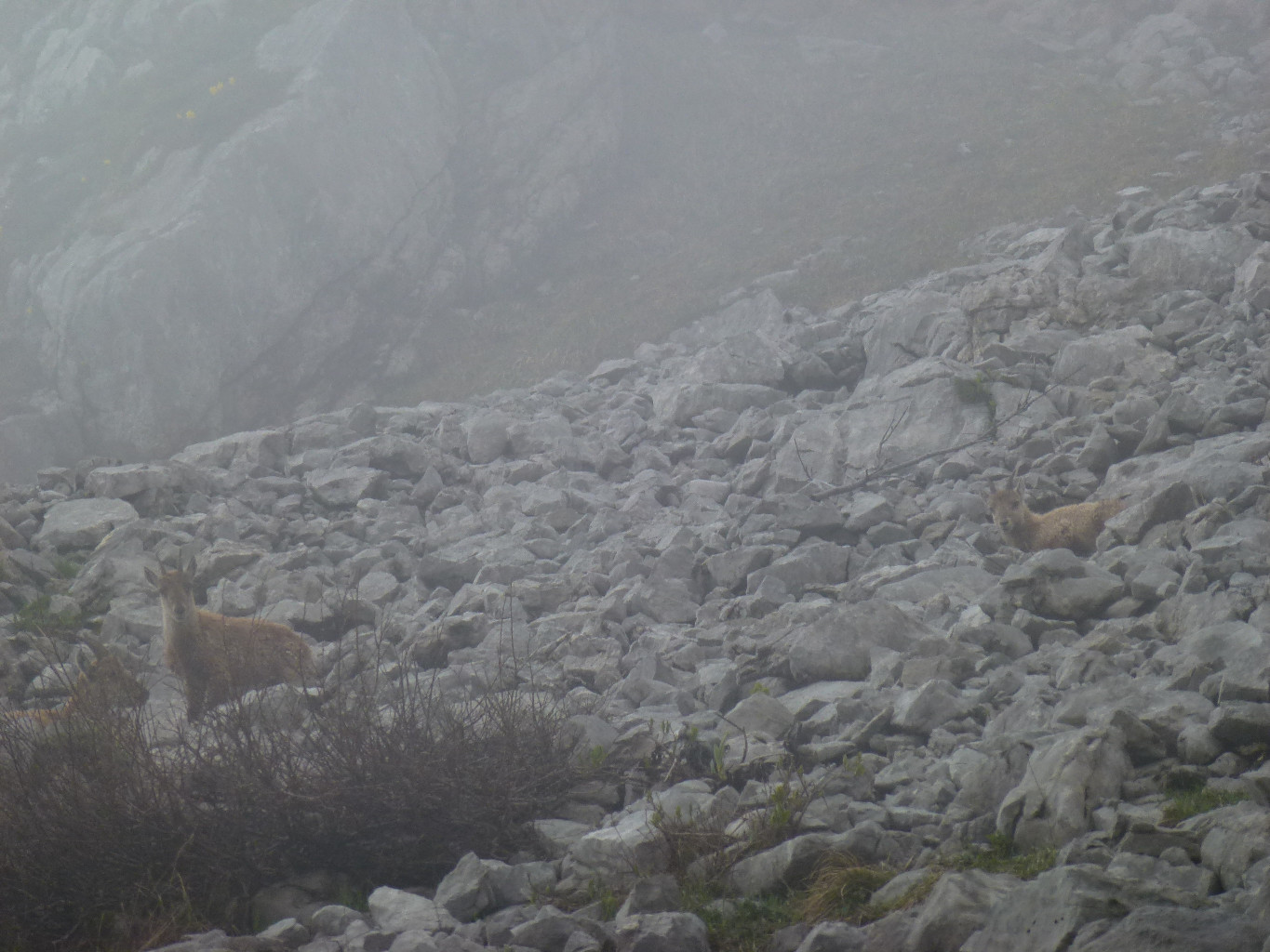 Gorilles dans la brume