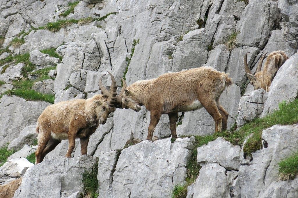 déjeuner avec les bouquetins