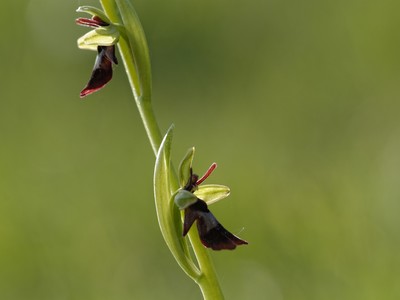 Ophrys insectifera